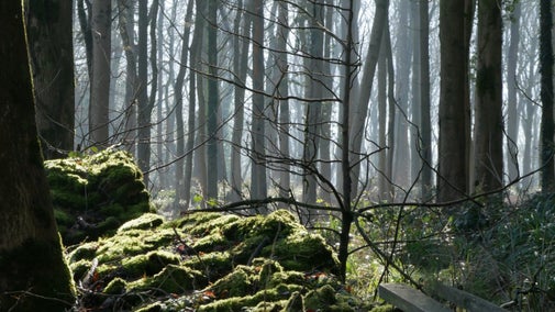 Winter sunlight through a woodland forest with a moss covered wall, Newark Park, Gloucestershire